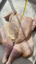 Borsari Orange Ginger